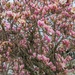 Magnolias! by kathybc