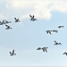 Common Merganser in Flight by bluemoon