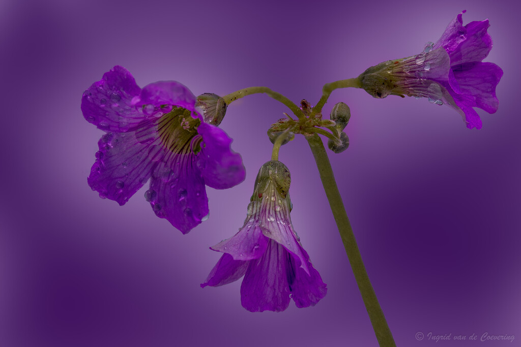 Purple...  by ingrid01