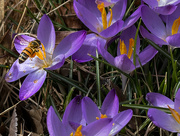 13th Feb 2023 - Bee buzzing crocuses