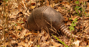 4th Mar 2023 - Armadillo Digging in the Leaves!