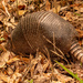 Armadillo Digging in the Leaves! by rickster549