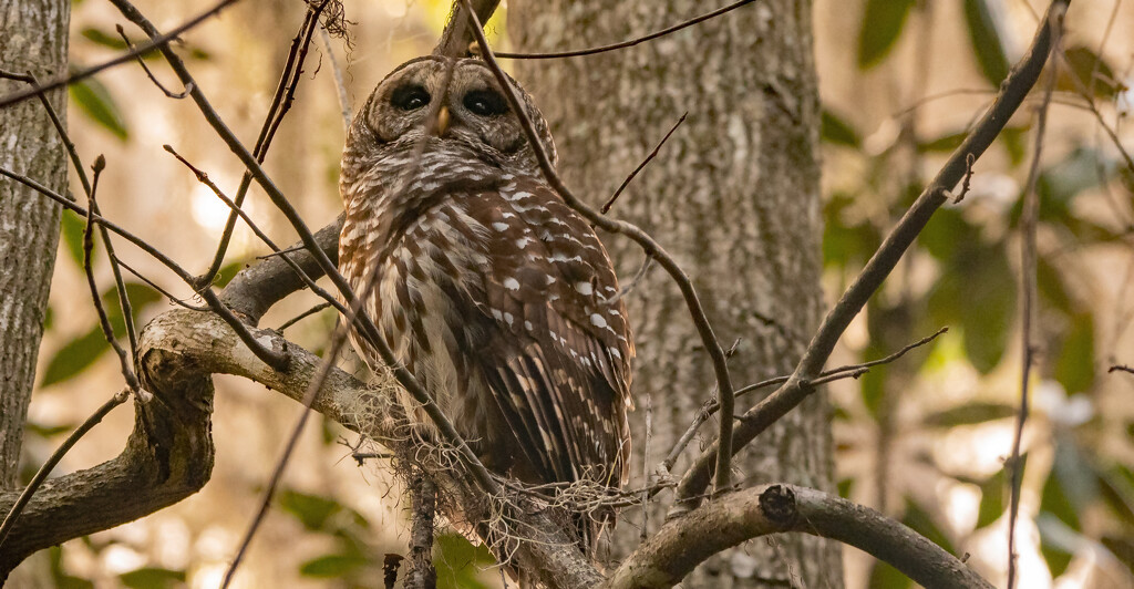 Barred Owl Checking Out the Surroundings! by rickster549