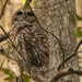 Barred Owl Checking Out the Surroundings! by rickster549