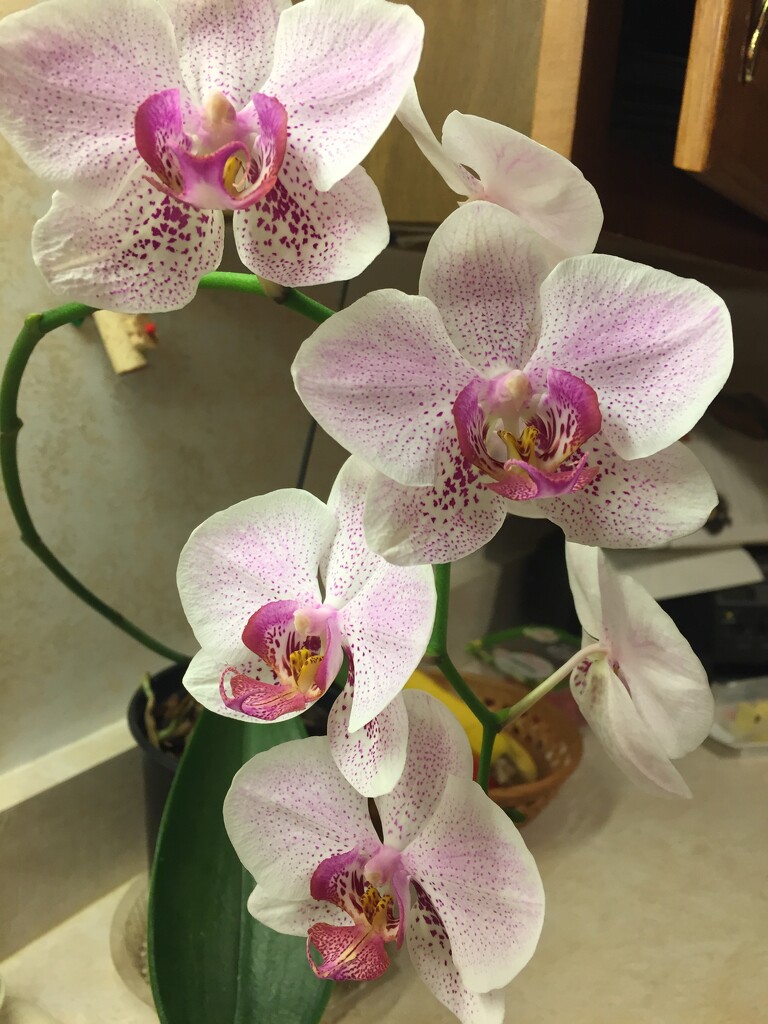 Dad's orchid continues to bloom by kchuk