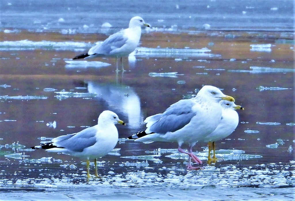 Gulls on Ice by lynnz