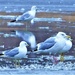 Gulls on Ice by lynnz