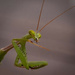 preying mantis by suez1e