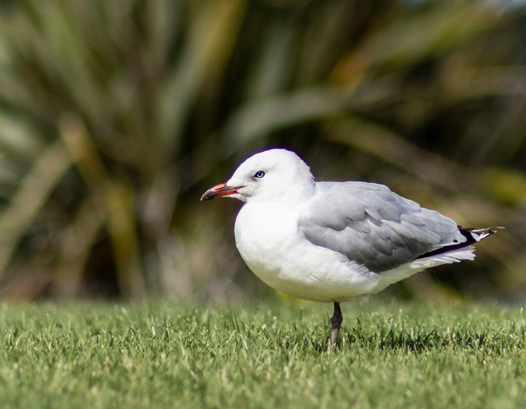And another seagull by suez1e