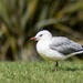 And another seagull by suez1e