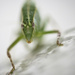 Green grasshopper by dkbarnett
