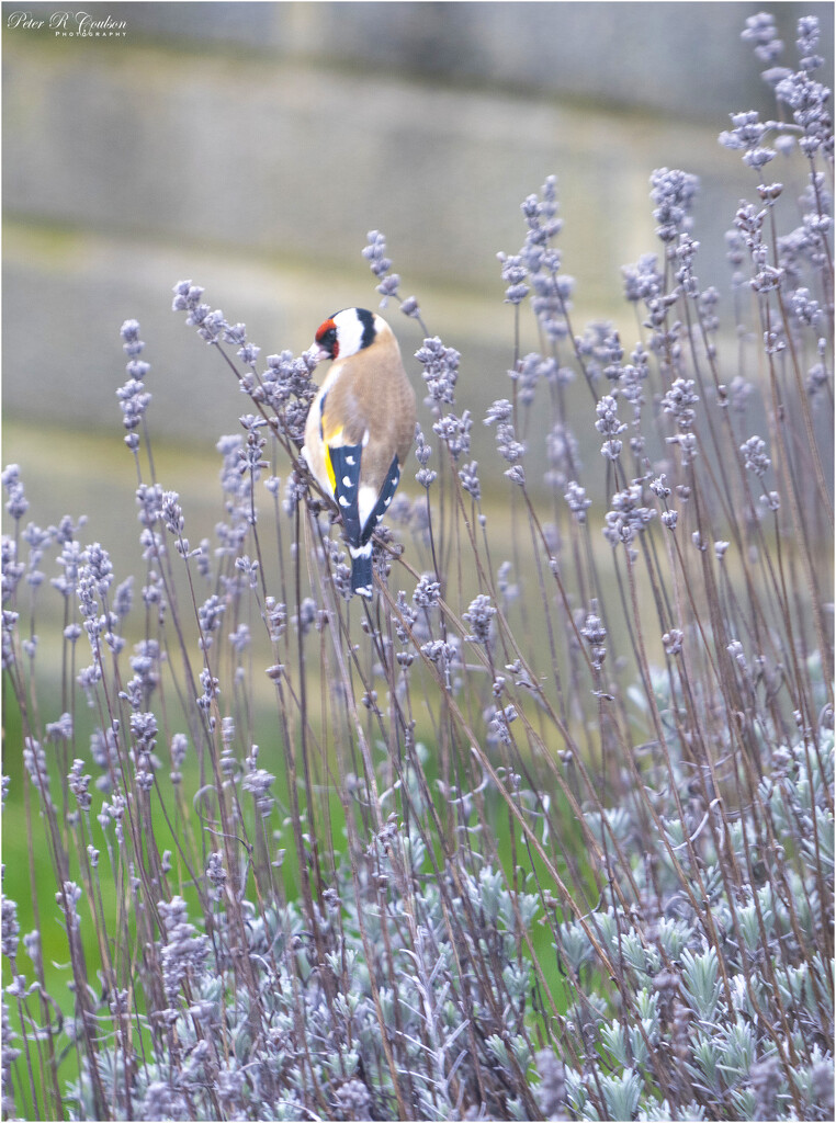 Goldfinch by pcoulson