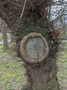 4th Mar 2023 - Tree