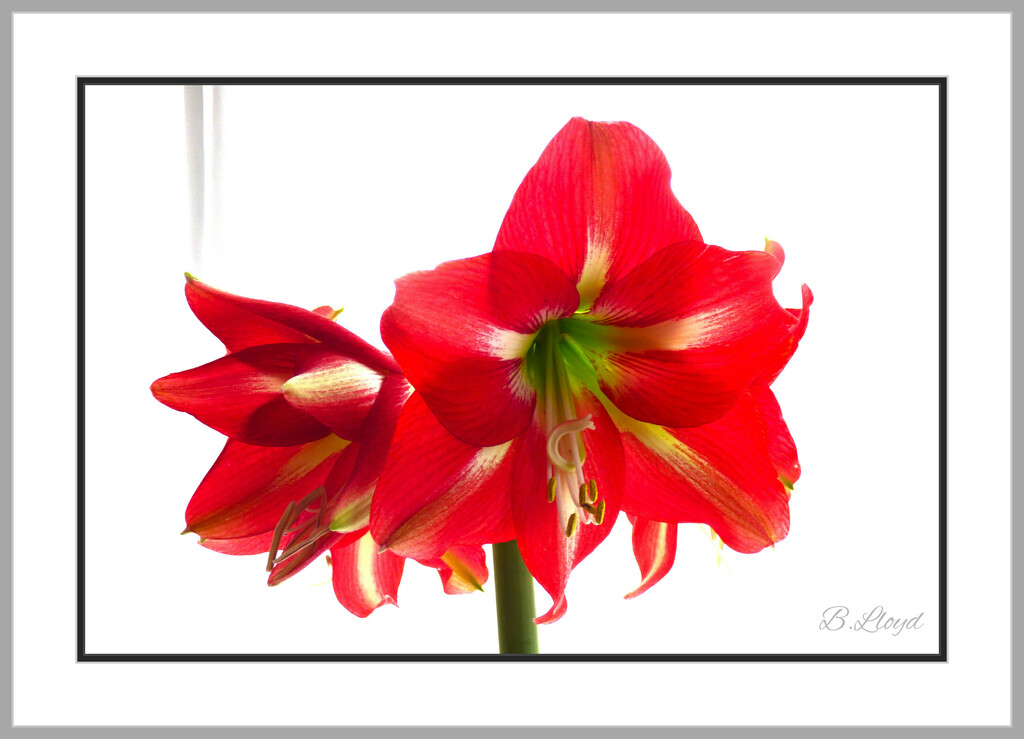 The red amaryllis  by beryl