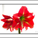 The red amaryllis  by beryl