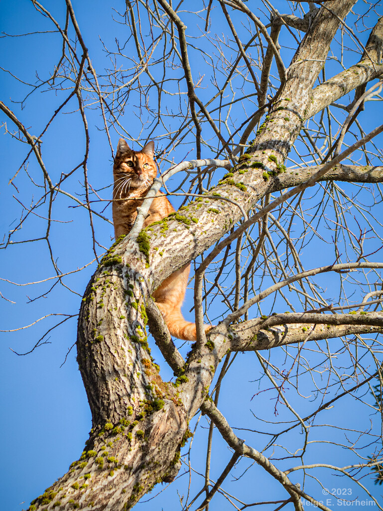 Cat in a tree by helstor365