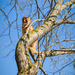Cat in a tree by helstor365