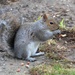 Grey Squirrel by arkensiel