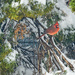 Cardinal in Cedar by gardencat