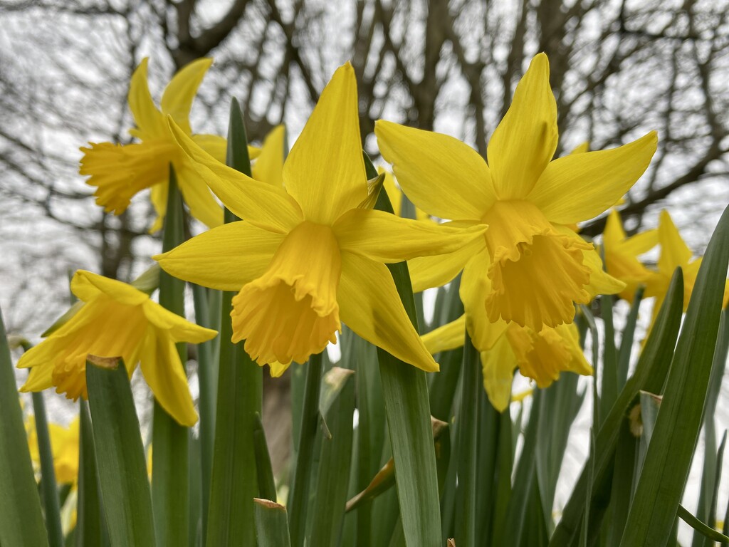 Nodding daffodils  by lizgooster
