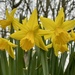 Nodding daffodils  by lizgooster