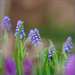 12_Maddy Pennock_Grape hyacinths by marshwader
