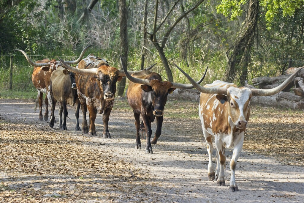 LHG_8461-Parade of the Longhorns by rontu