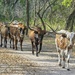LHG_8461-Parade of the Longhorns by rontu