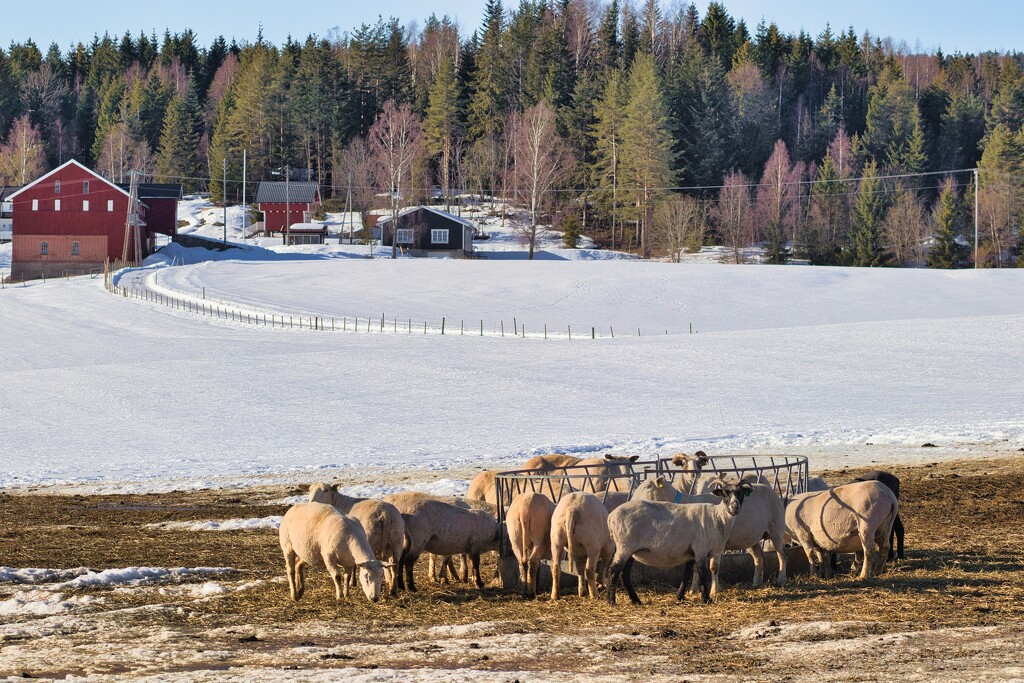 Sheep in Skoger eating by okvalle