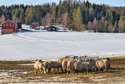 5th Mar 2023 - Sheep in Skoger eating
