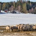 Sheep in Skoger eating by okvalle