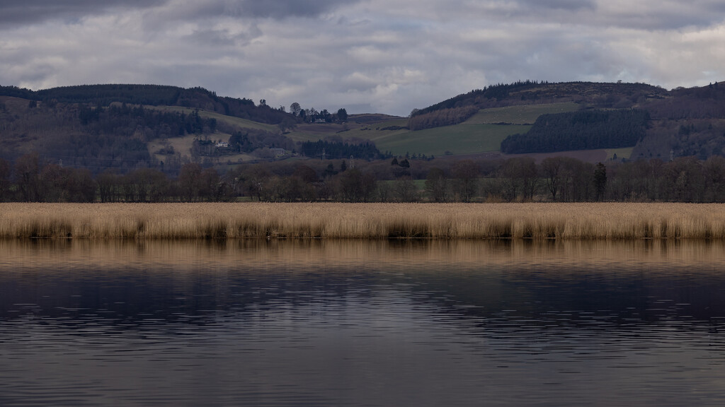 Reed beds across the River Tay. by billdavidson