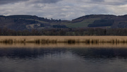 5th Mar 2023 - Reed beds across the River Tay.