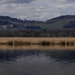 Reed beds across the River Tay. by billdavidson