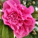 Camellia  by boxplayer
