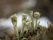 5th Mar 2023 - The trumpet cup lichen