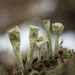 The trumpet cup lichen by haskar