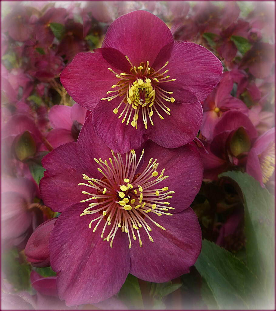Another Hellebore.  by wendyfrost