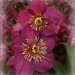 Another Hellebore.  by wendyfrost