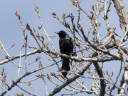 5th Mar 2023 - common grackle