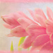 Pink Sunday Bromeliad by gardencat