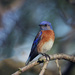 western bluebird by ellene