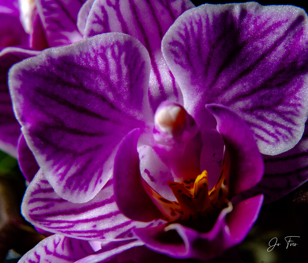 Phalenopsis, 7 years old by jo63