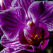 Phalenopsis, 7 years old by jo63