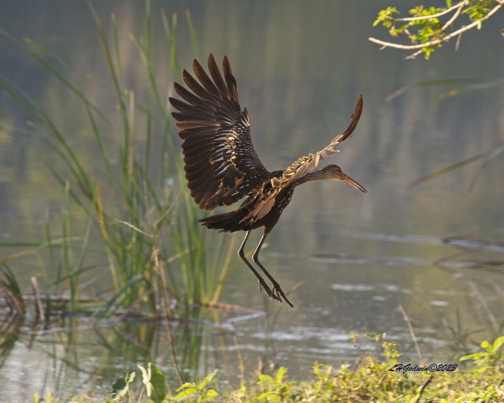 LHG_7553Limpkin in the morning light by rontu