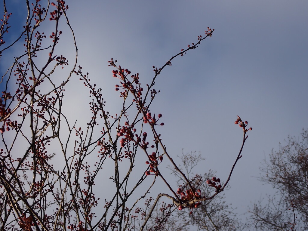 Slow progress for spring blooms by speedwell