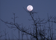 1st Mar 2023 - A Tim Burton kind of moon...