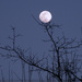A Tim Burton kind of moon... by marlboromaam