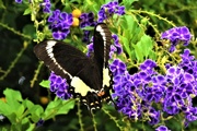 6th Mar 2023 -  Swallowtail Butterfly ~