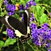  Swallowtail Butterfly ~ by happysnaps